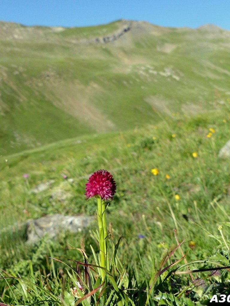 Nigritella corneliana / Nigritella di Cornelia Rudio